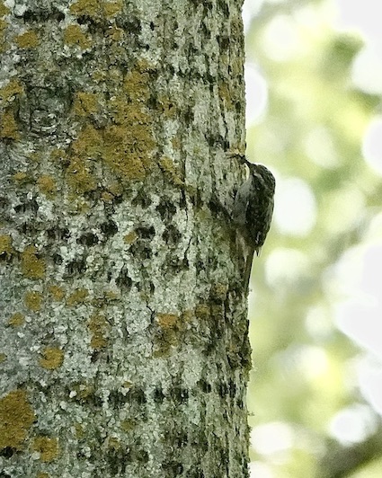 short-toed treecreeper